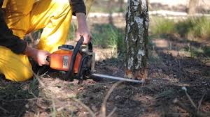 Tree and Shrub Care in Mcgraw, NY