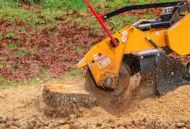 Best Root Management and Removal  in Mcgraw, NY