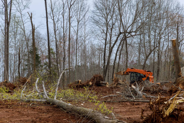 Best Tree Removal  in Mcgraw, NY