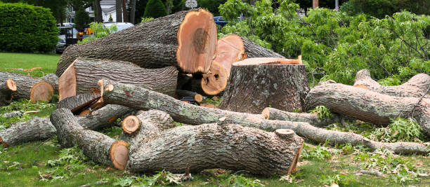  Mcgraw, NY Tree Care Pros