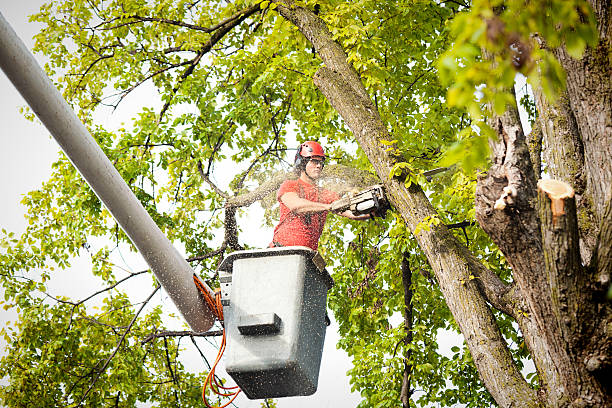 Professional Tree Care in Mcgraw, NY