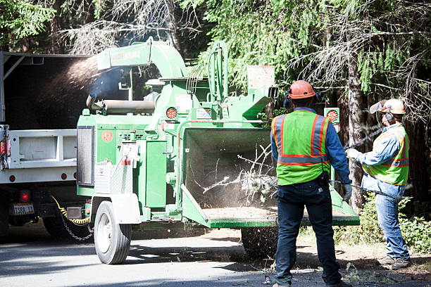 Best Tree Maintenance Programs  in Mcgraw, NY