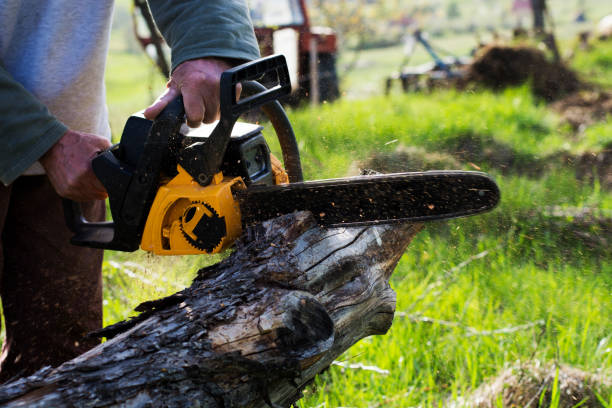 Best Seasonal Cleanup (Spring/Fall)  in Mcgraw, NY